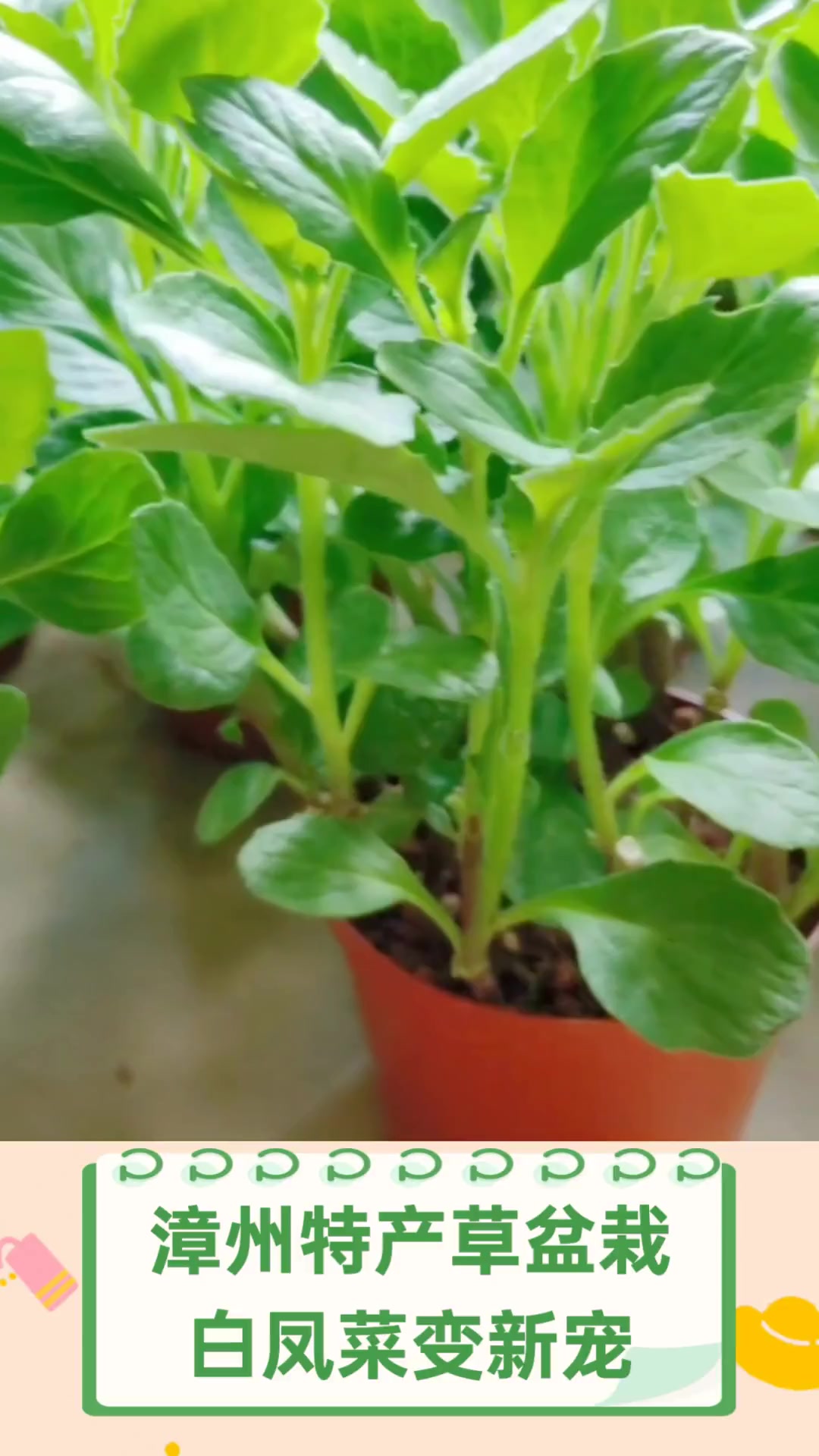 漳州特产草盆栽,白凤菜变新宠