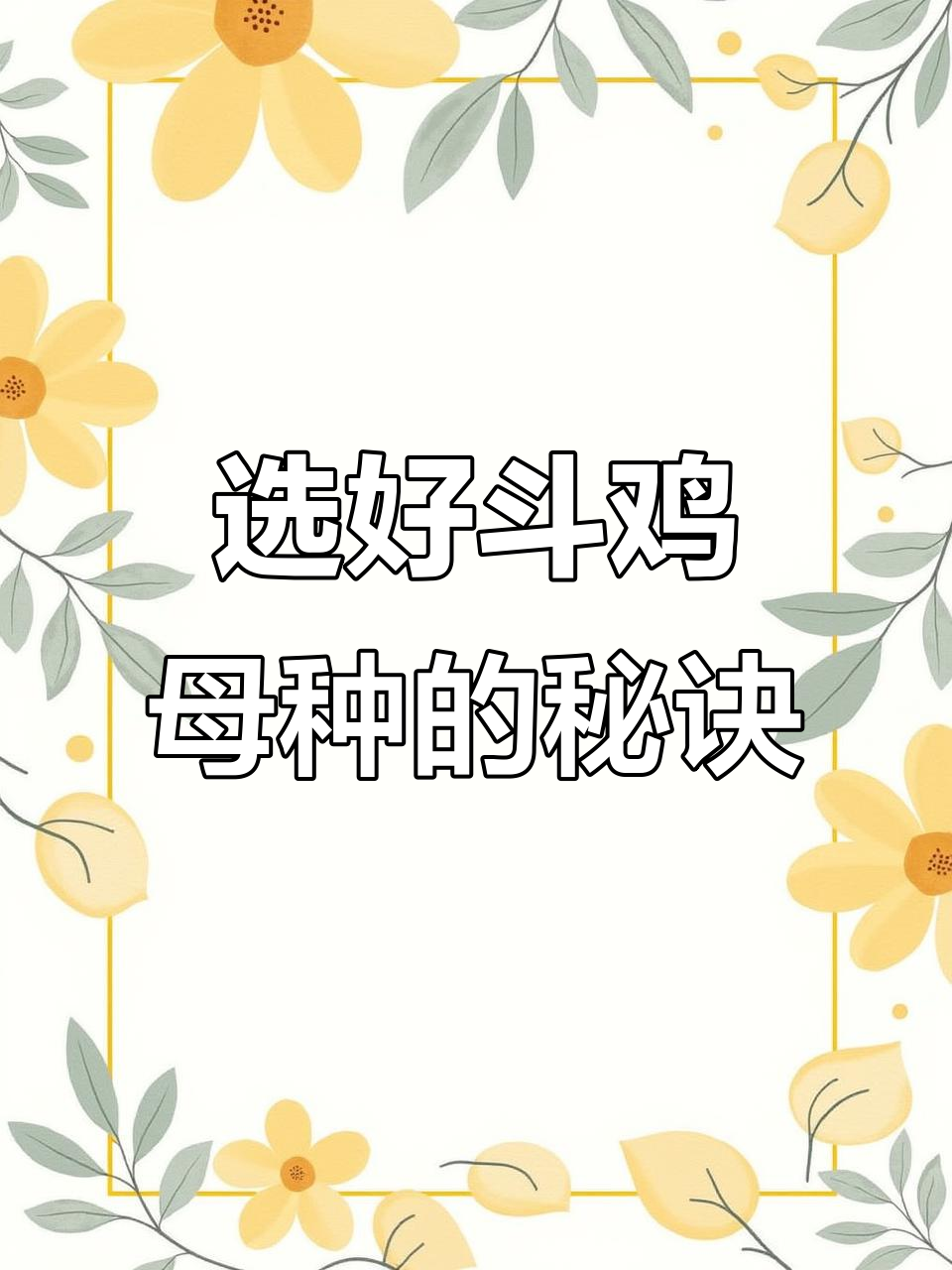 如何挑选优质斗鸡母种？关键体型特征全解析
