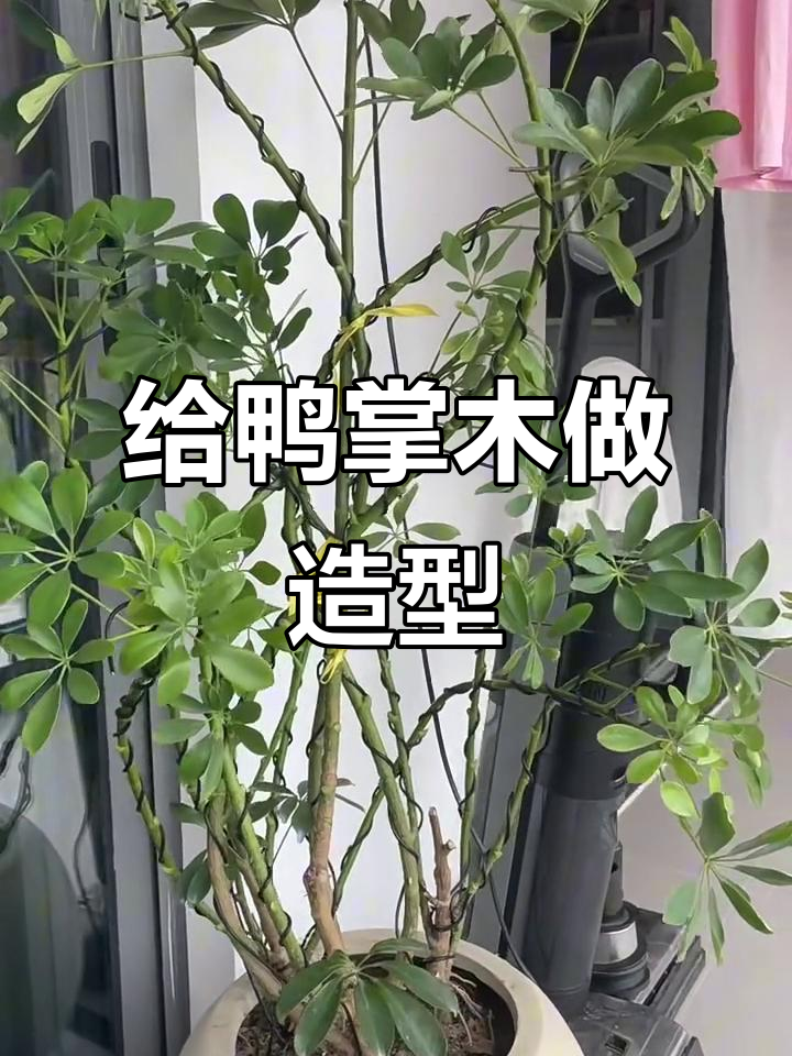 鸭掌木造型大挑战，铝丝缠绕有点难