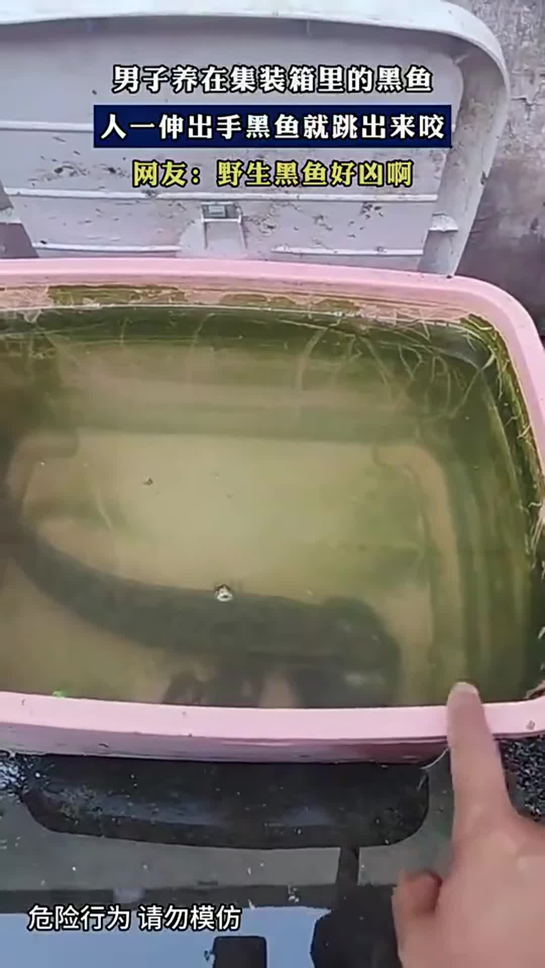 男子养在集装箱的黑鱼,人伸手就跳出咬人