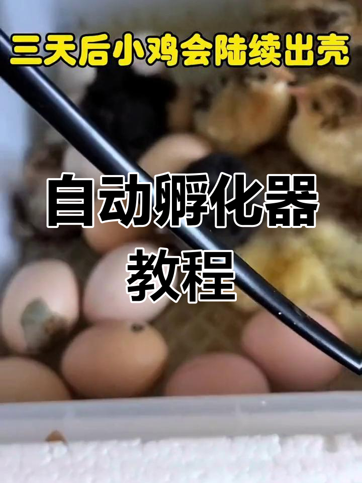 家用全自动孵化器,轻松孵出小鸡