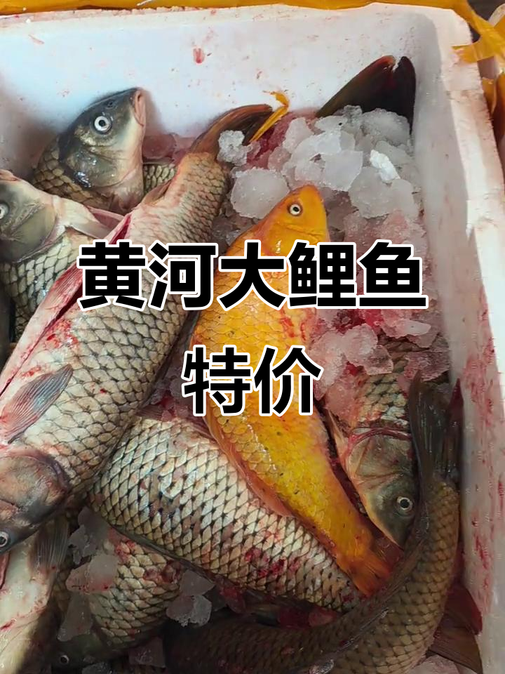 黄河大鲤鱼新鲜上市,5.6元一斤超值美味