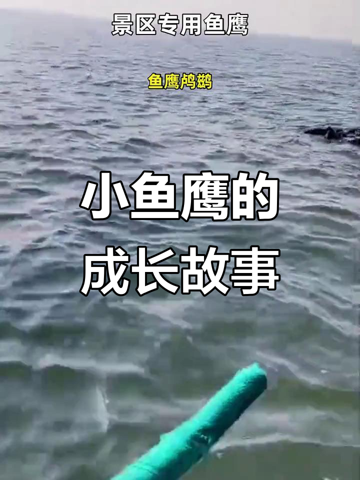 鱼鹰孵化与喂食揭秘:母鸡孵小鱼鹰,首次喂小泥鳅头