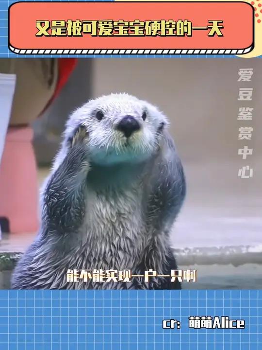 好萌的宝宝,真的不能是我的吗!海獭 动物园 海洋馆 可爱 海洋生物