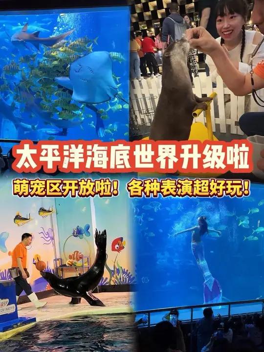 太平洋海底世界萌宠馆开放啦!各种表演超好玩!家长们刷到快囤上!