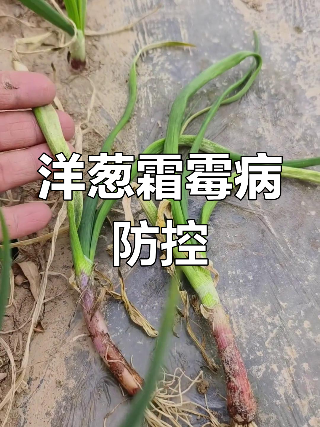 洋葱霜霉病爆发防治技巧,黄矮病如何应对