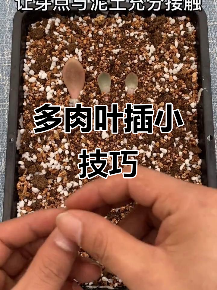 掉落的叶片别丢！教你用多肉叶插打造阳台绿植墙