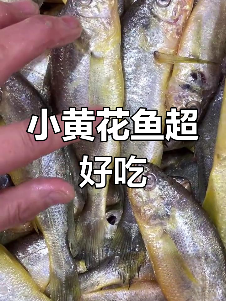 野生小黄花鱼新鲜上市,鳞片白嫩鲜美无比