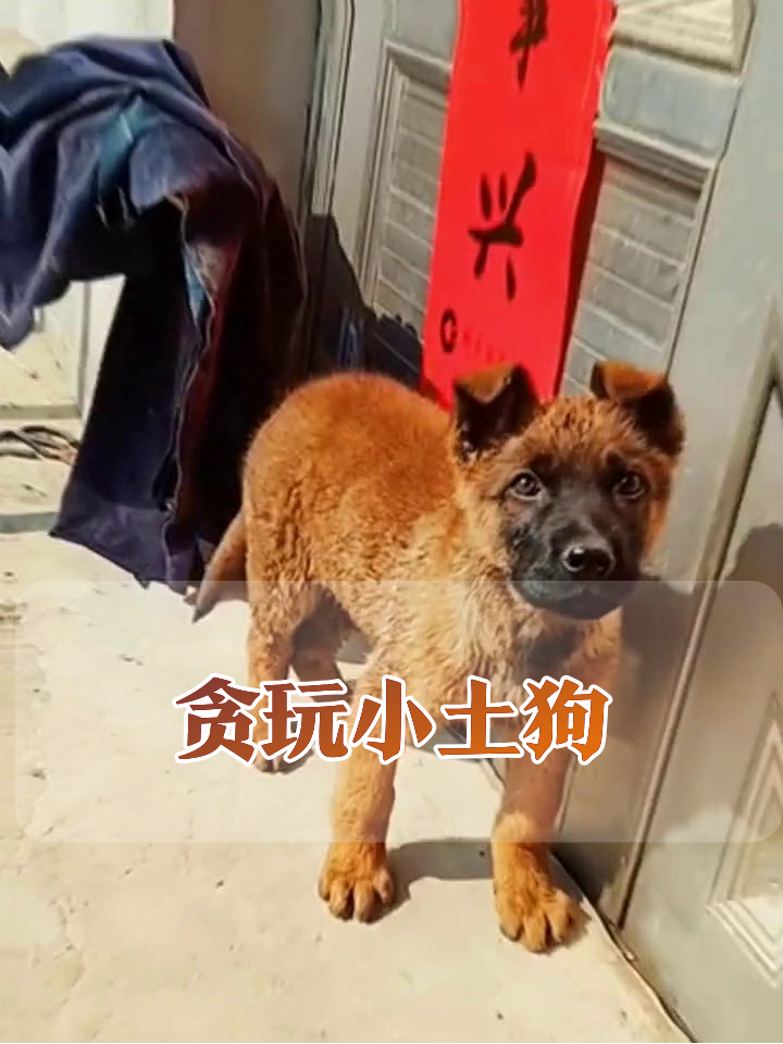 小土狗成精了!甩头叼草+歪头杀,每帧都是表情包