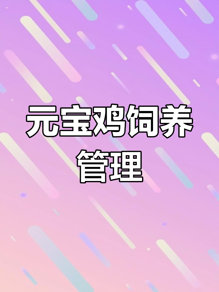 德阳市观赏鸡养殖技术详解