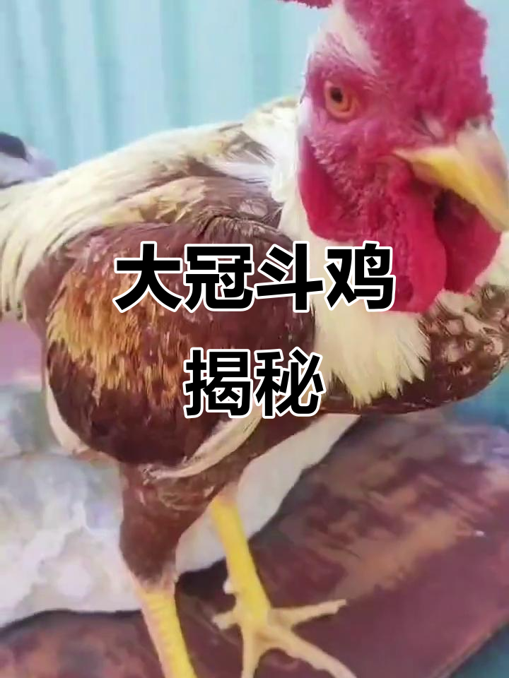 农家禽王完美解读大冠斗鸡,火烧毛背后的秘密