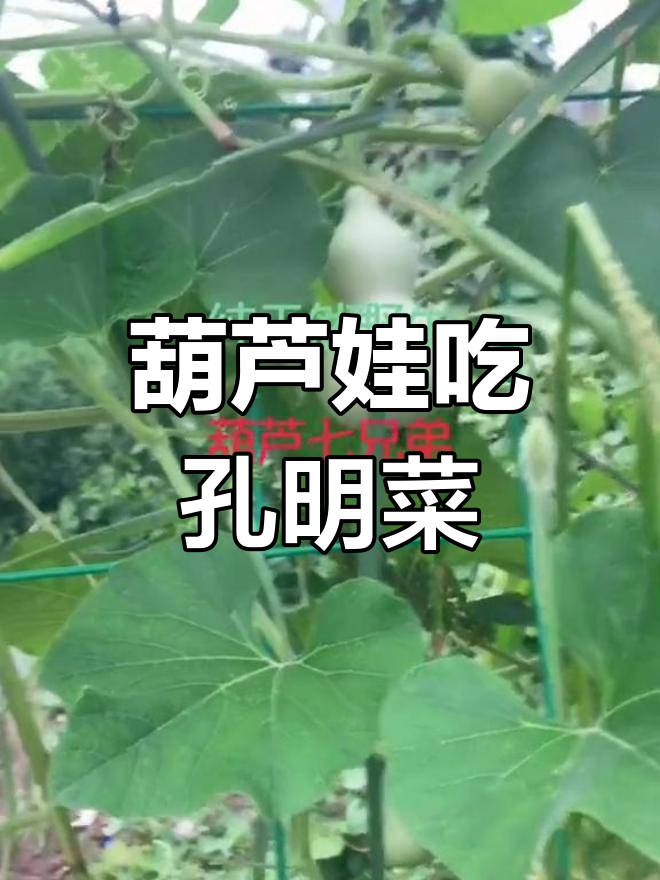 葫芦娃与孔明菜的奇妙缘分