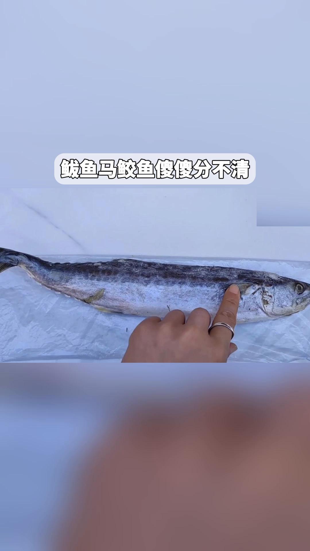 鲅鱼、马鲛鱼,傻傻分不清?