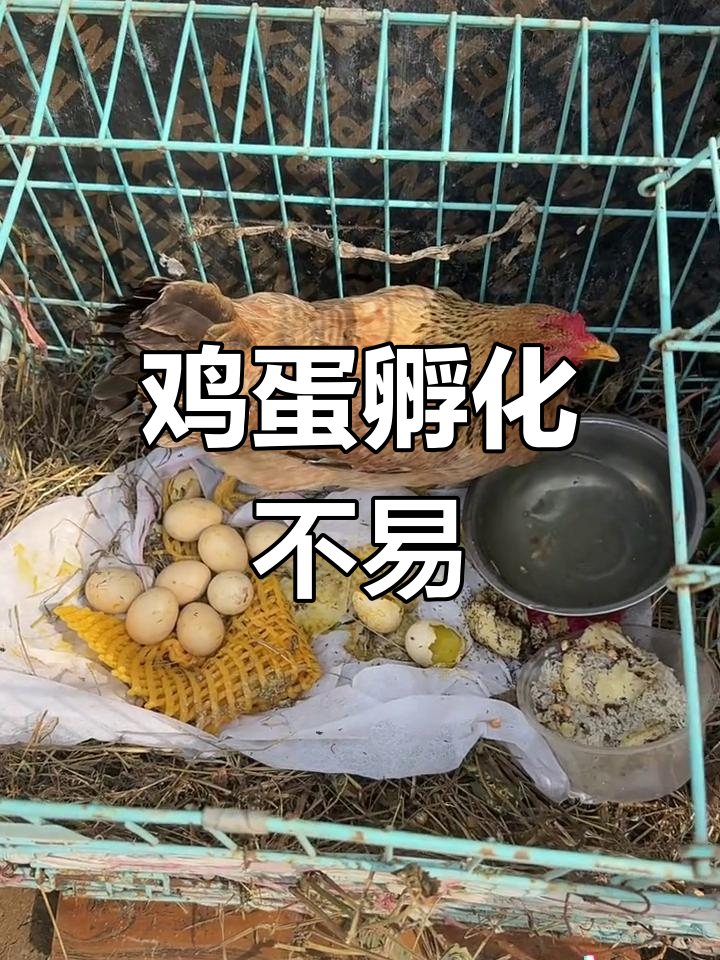 老母鸡孵蛋的艰辛