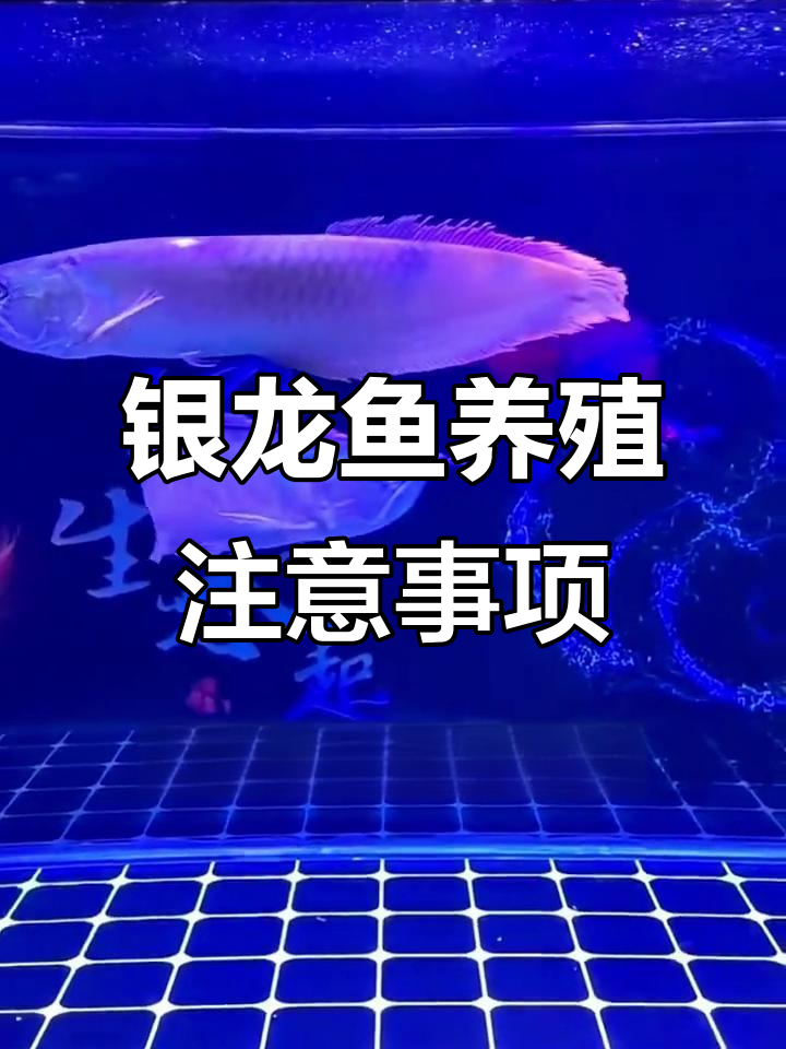 银龙鱼饲养八大禁忌,避免这些常见错误
