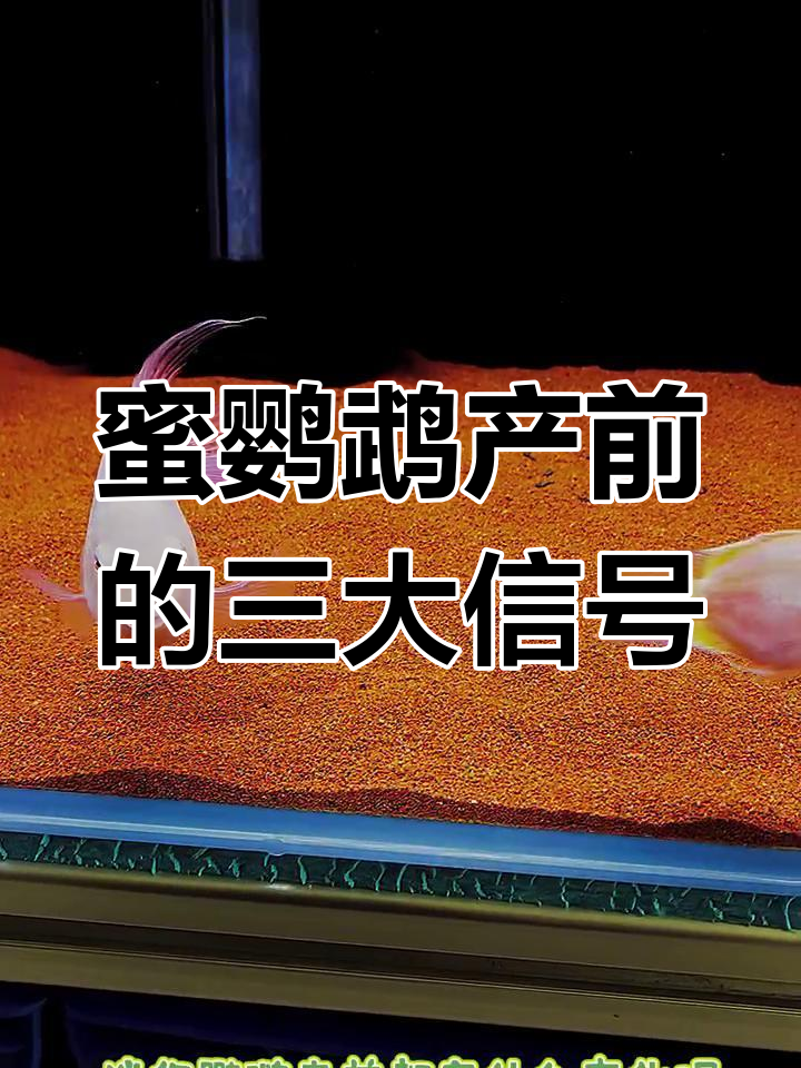 迷你鹦鹉鱼产前征兆,颜色变化、清理繁殖罐和生殖器突出