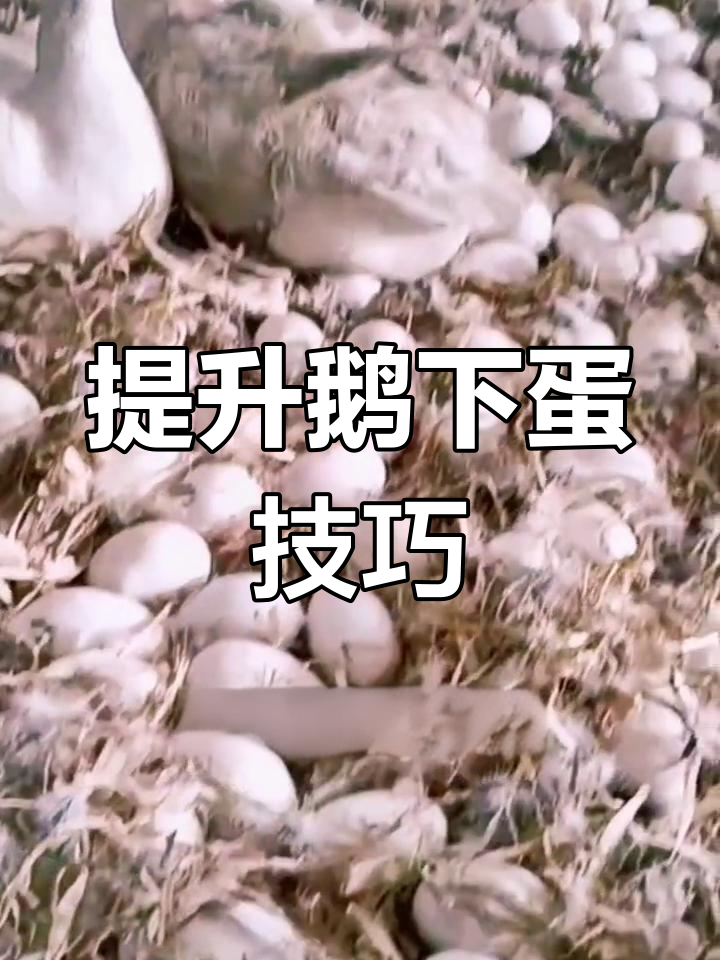 提高鹅产蛋率的秘诀
