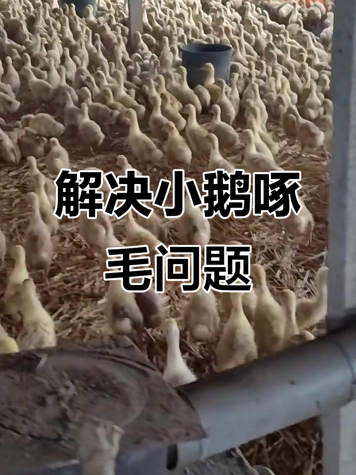 小鹅啄毛怎么办?教你两招轻松解决