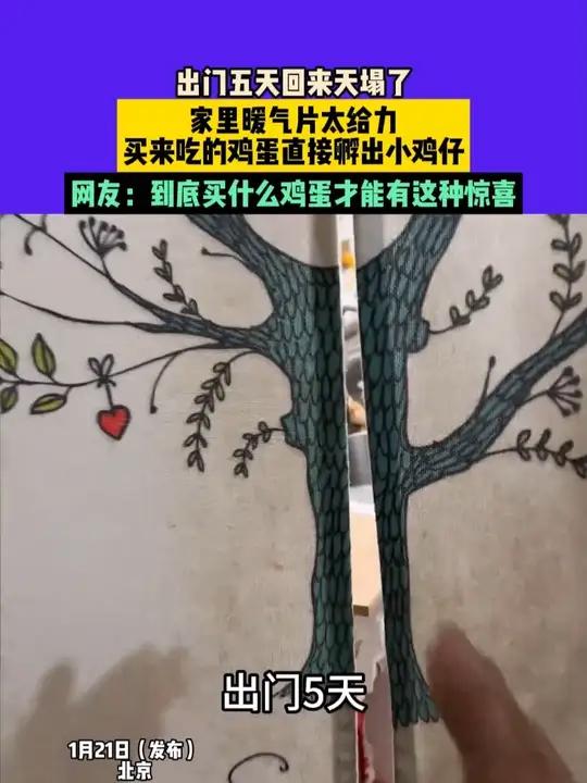 1月21日（发布）北京，出门五天回来天塌了，家里暖气片太给力，买来吃的鸡蛋直接孵出小鸡仔，