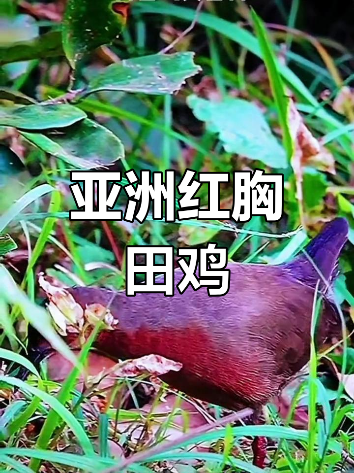 红胸田鸡:亚洲的小型社禽,栖息沼泽与稻田