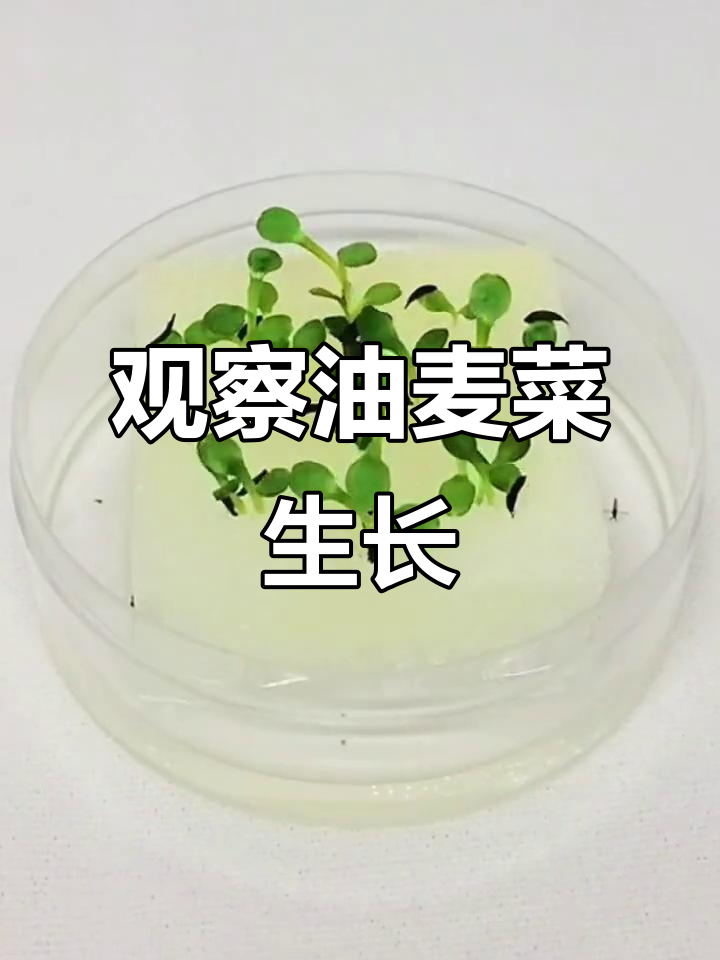 油麦菜种子发芽成长记,阳台种植的治愈之旅
