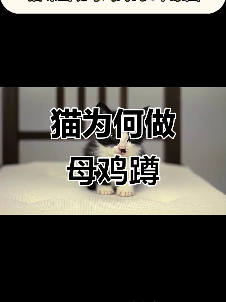 猫咪母鸡蹲的四个原因,你知道吗?