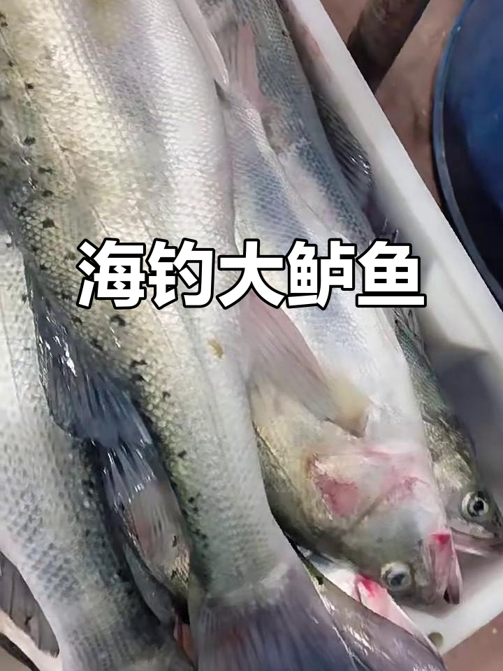 野生海鲈鱼钓获,五十多斤重!
