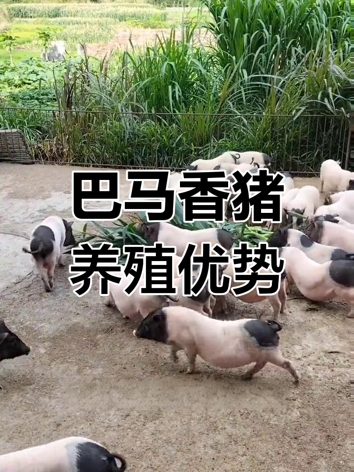 广西巴马香猪:养殖新商机,低风险高回报