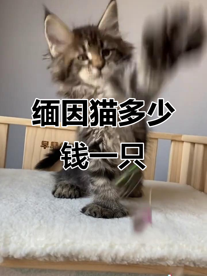缅因猫价格大揭秘:银虎斑、蓝烟等不同毛色如何影响价格