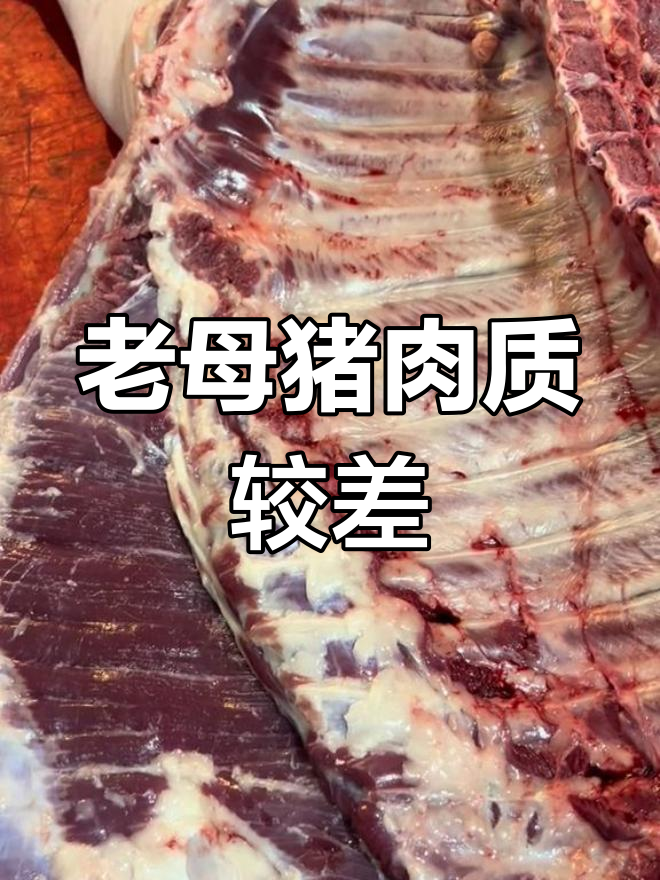 排骨长度不等于质量,老母猪的排骨更差