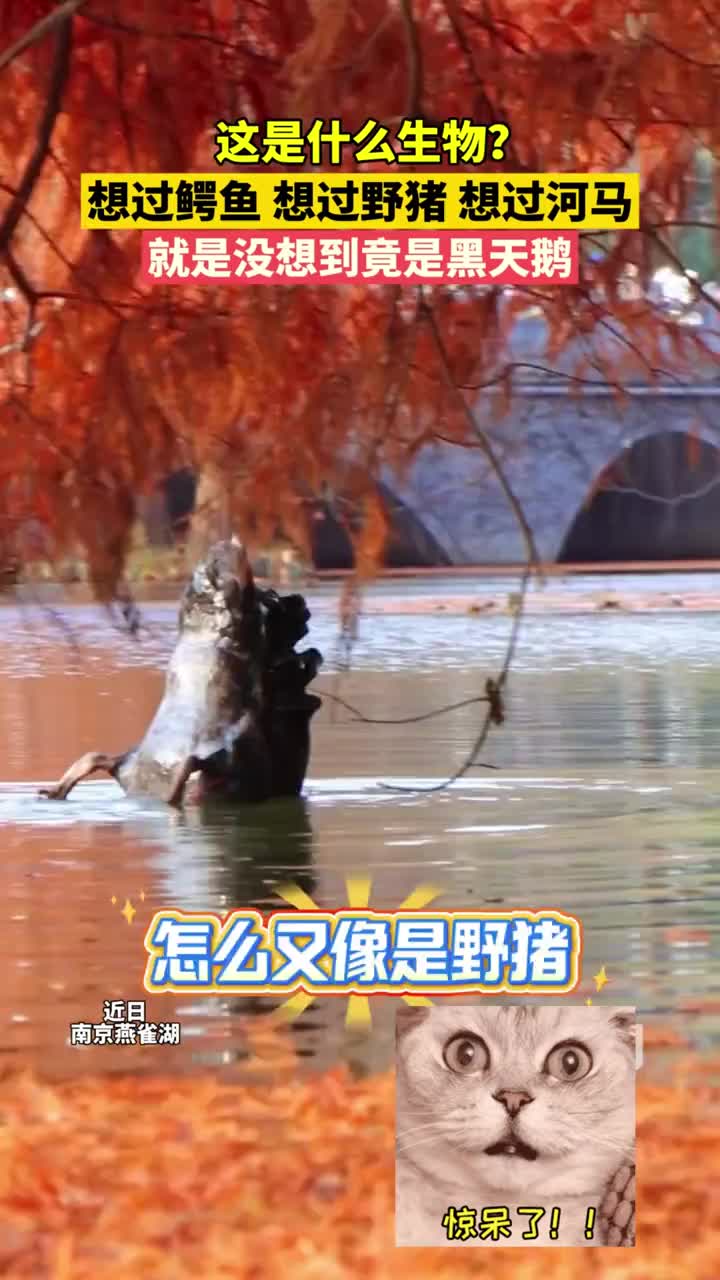 「视频」这是什么生物?网友,想过鳄鱼,想过野猪,想过河马,就是没想到是黑天鹅