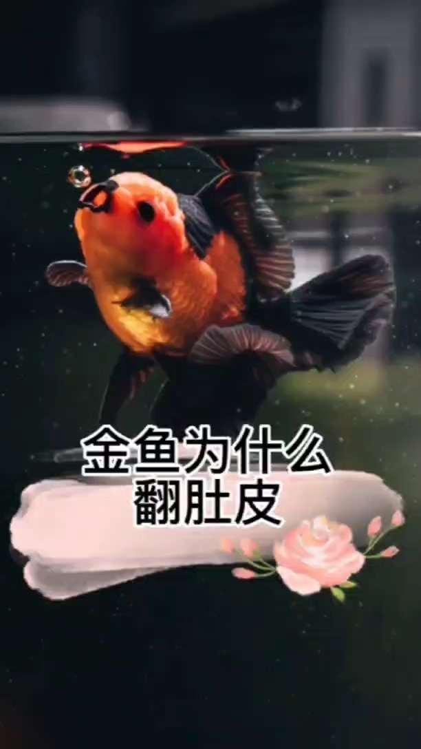 金鱼为什么突然翻肚皮?