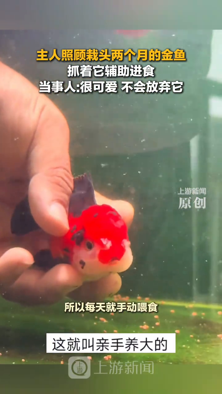 主人照顾栽头两个月的金鱼抓着它辅助进食