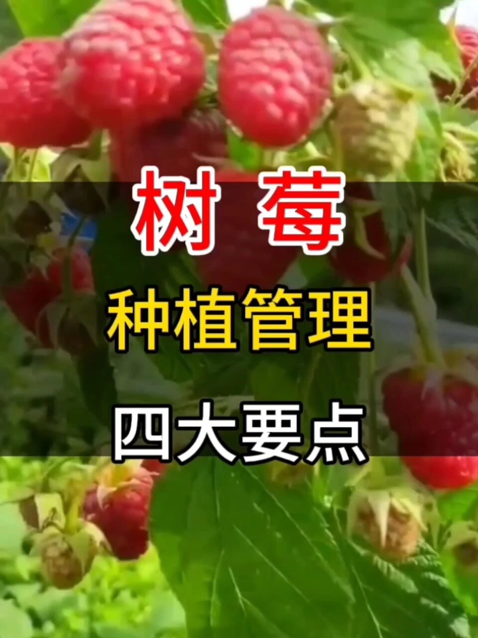树莓种植的4大要点