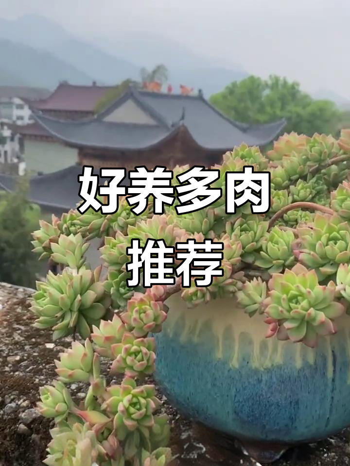 十款最容易养护的多肉植物,适合新手入门