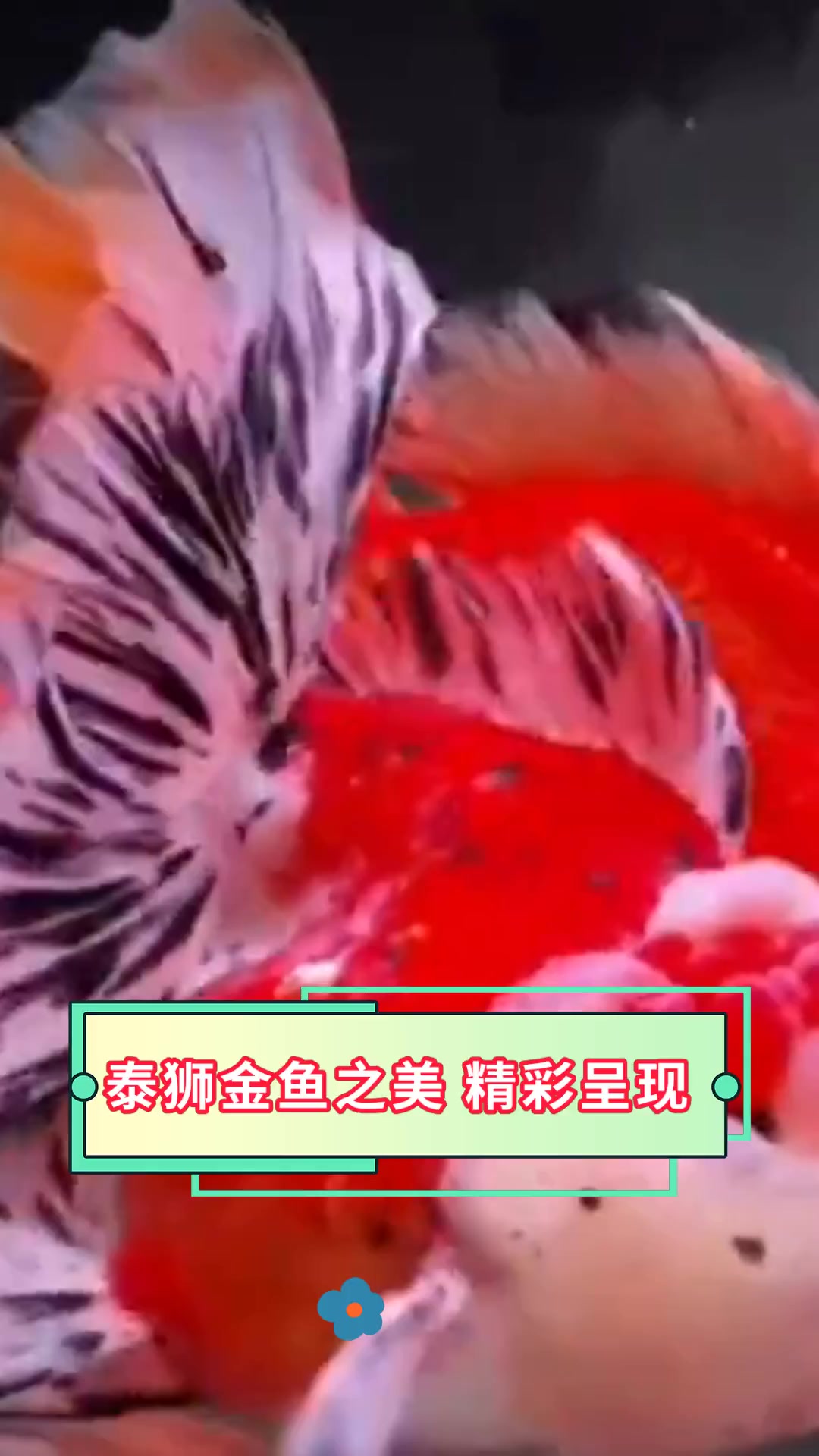 泰狮金鱼之美,精彩呈现