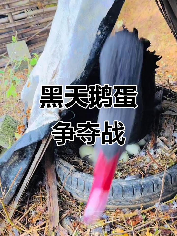 捡黑天鹅蛋大作战，公鹅太凶猛了！