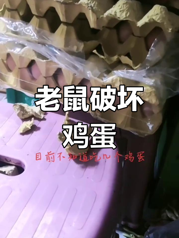 老鼠偷吃鸡蛋,椅子成障碍