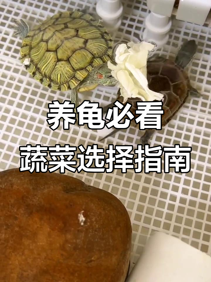 乌龟蔬菜投喂全攻略，选对品种才能健康