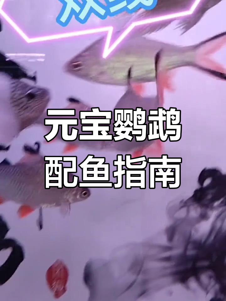 各种热带鱼与元宝鹦鹉财神混养技巧,打造完美水族环境