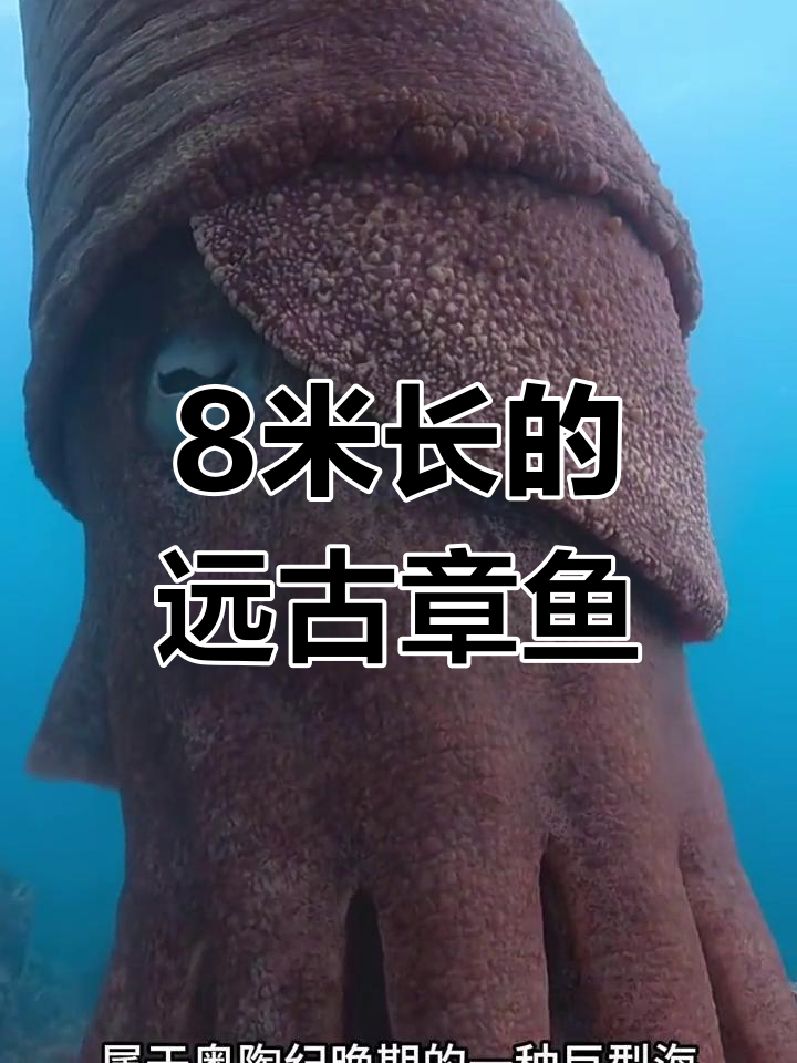 史前巨型章鱼祖先揭秘