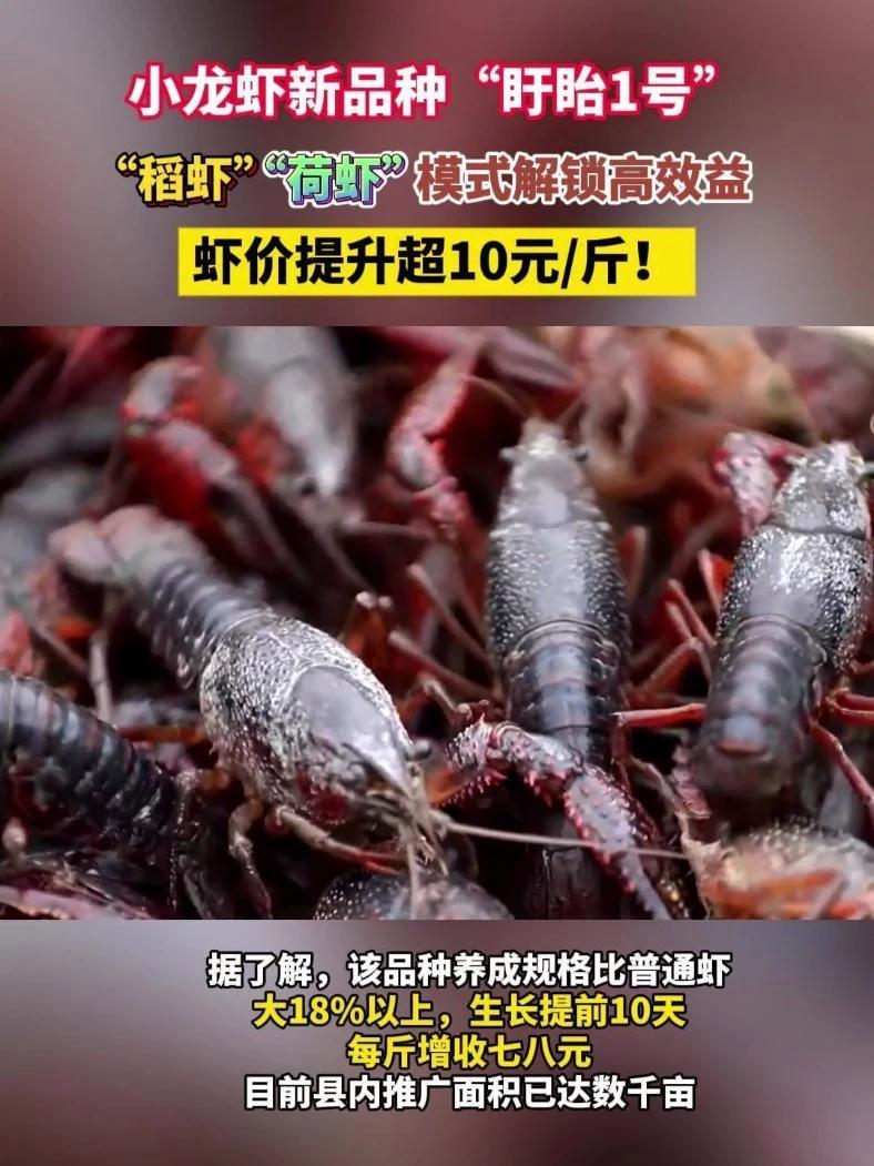 小龙虾新品种“盱眙1号”“稻虾”“荷虾”模式解锁盱眙龙虾高效益，虾价提升超10元！小龙虾 
