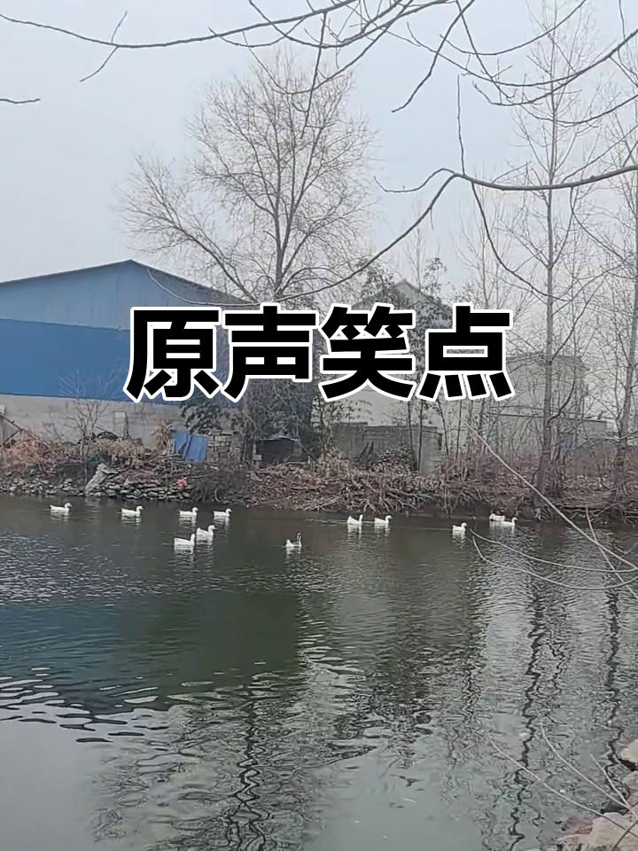 鸡鸭笑声大集合