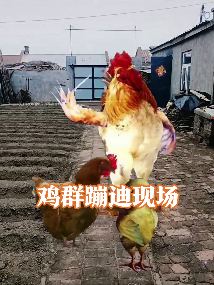 大公鸡带母鸡小鸡跳魔性舞蹈,农村小院秒变蹦迪现场