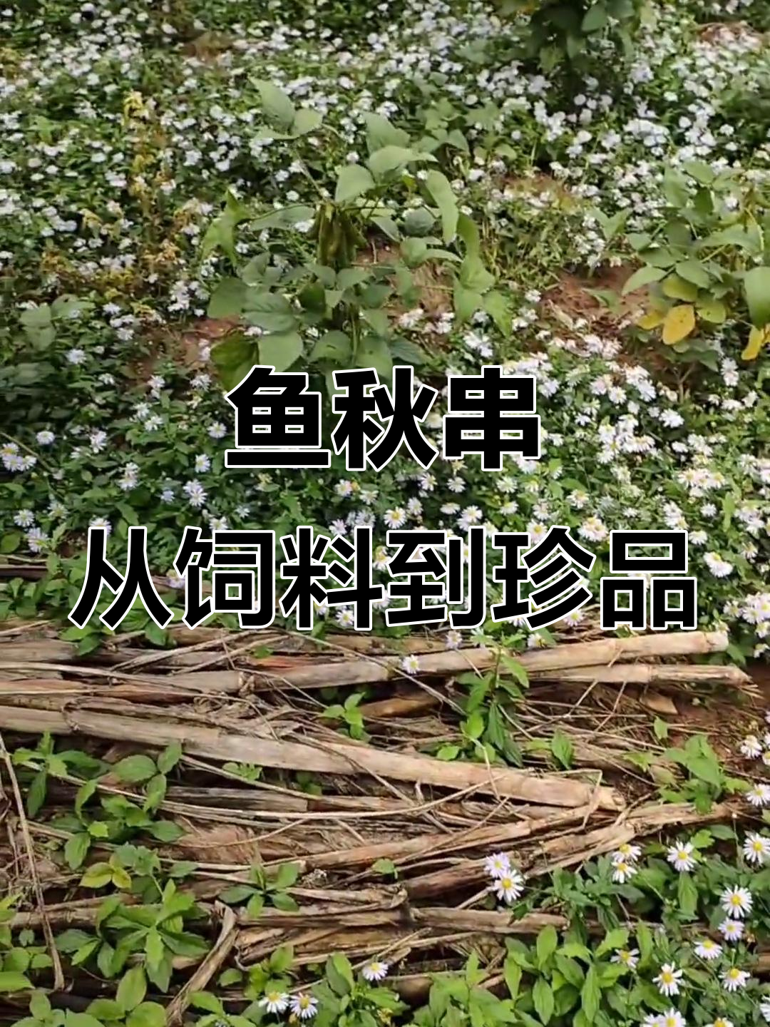 曾经喂猪的草,如今比猪肉还贵!这种“鱼秋串”你见过吗?