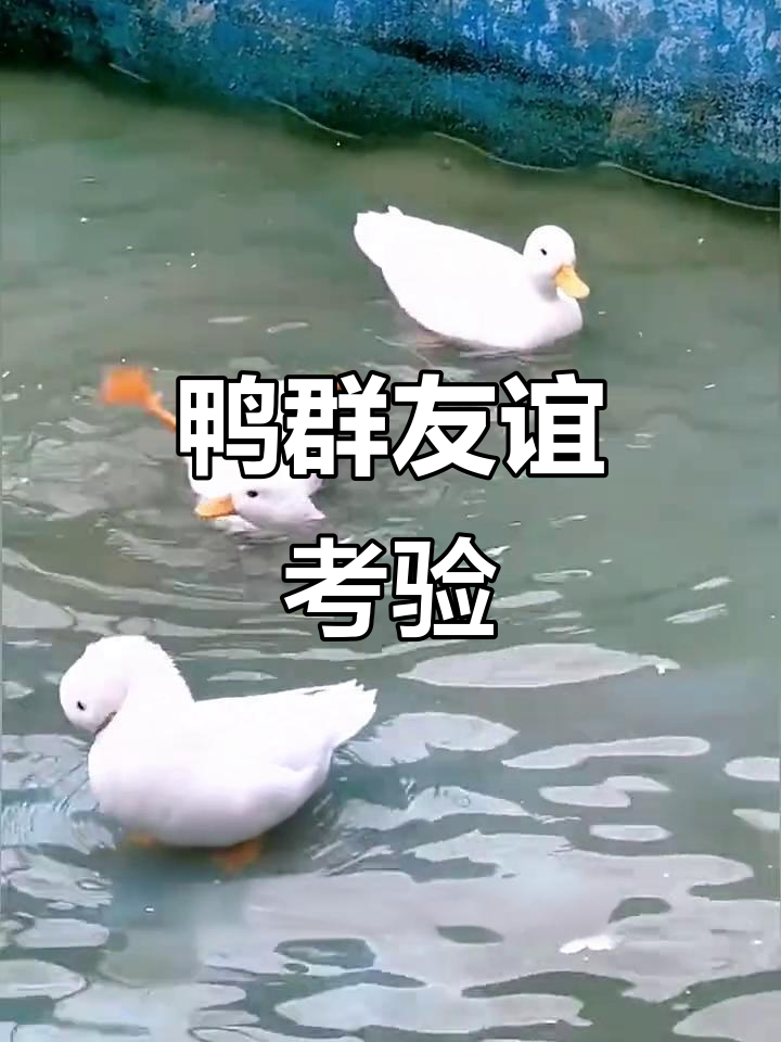 鸭子游泳,一只仰泳失误,同伴却无动于衷,友情危机一触即发