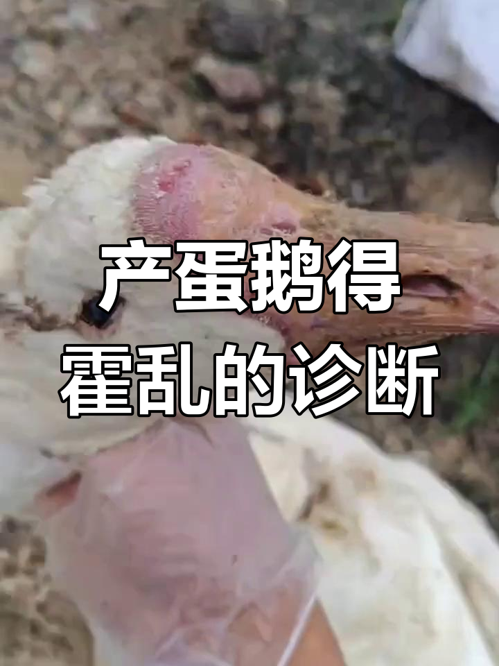 5月30日产蛋鹅急性霍乱病,症状与治疗安排解析