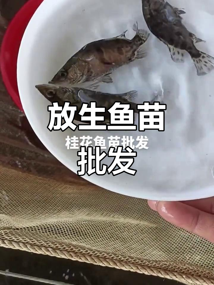 深圳东莞惠州广州鱼苗批发,放生场直供优质鱼种