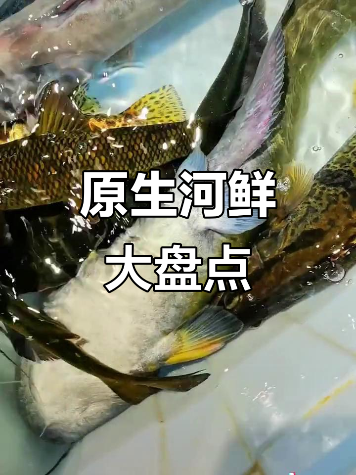 河鱼大集合，看看这些原生美味你爱不爱