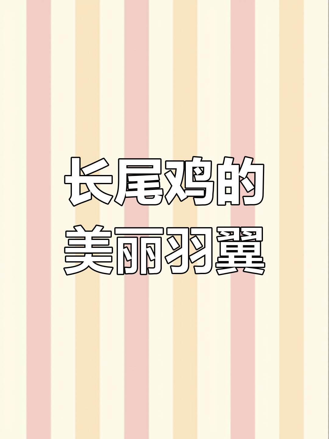 河南男子养长尾鸡,羽毛亮丽如凤凰